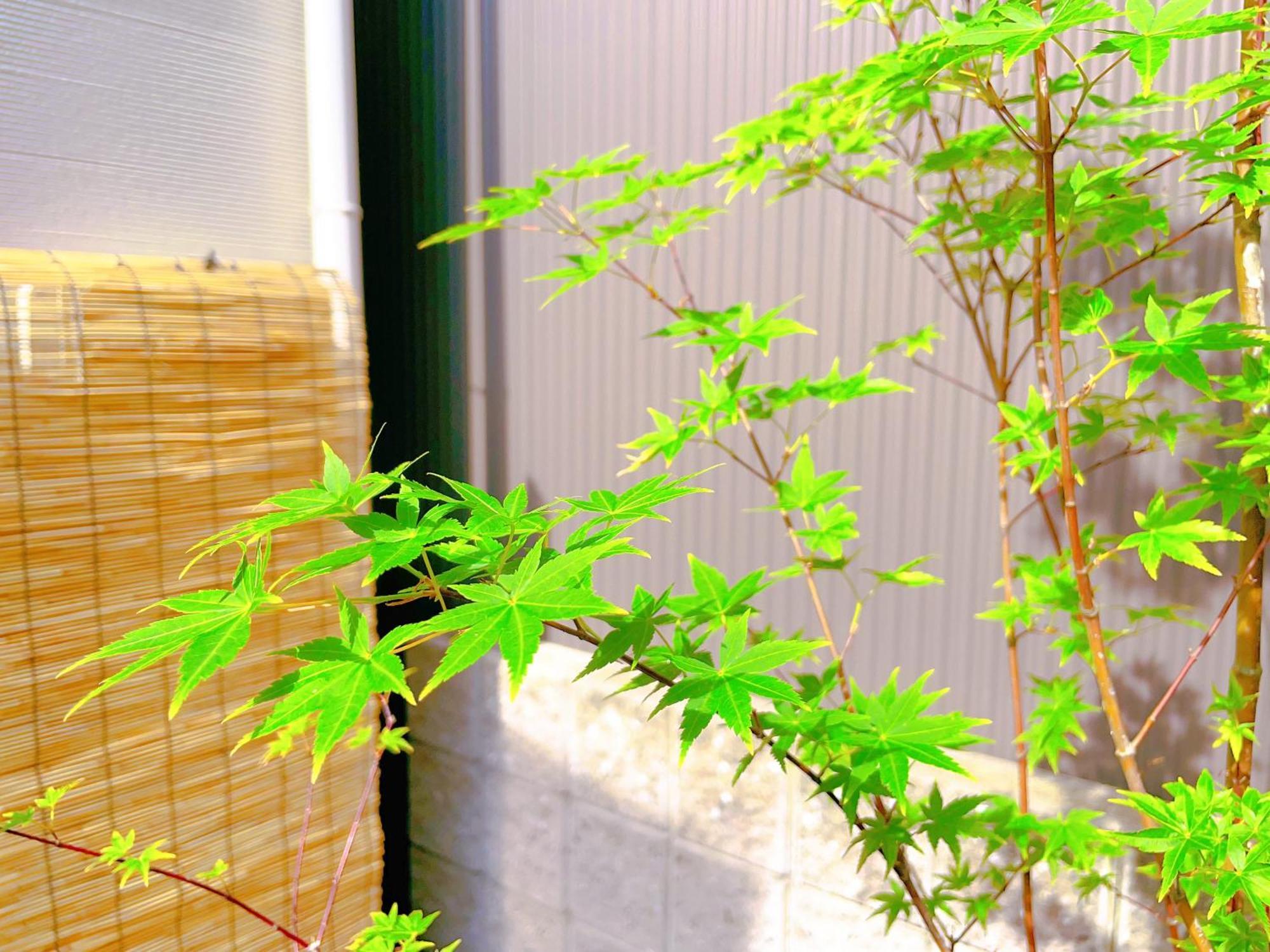 Suikakan Heianjingumae 酔花間 Kyoto Dış mekan fotoğraf